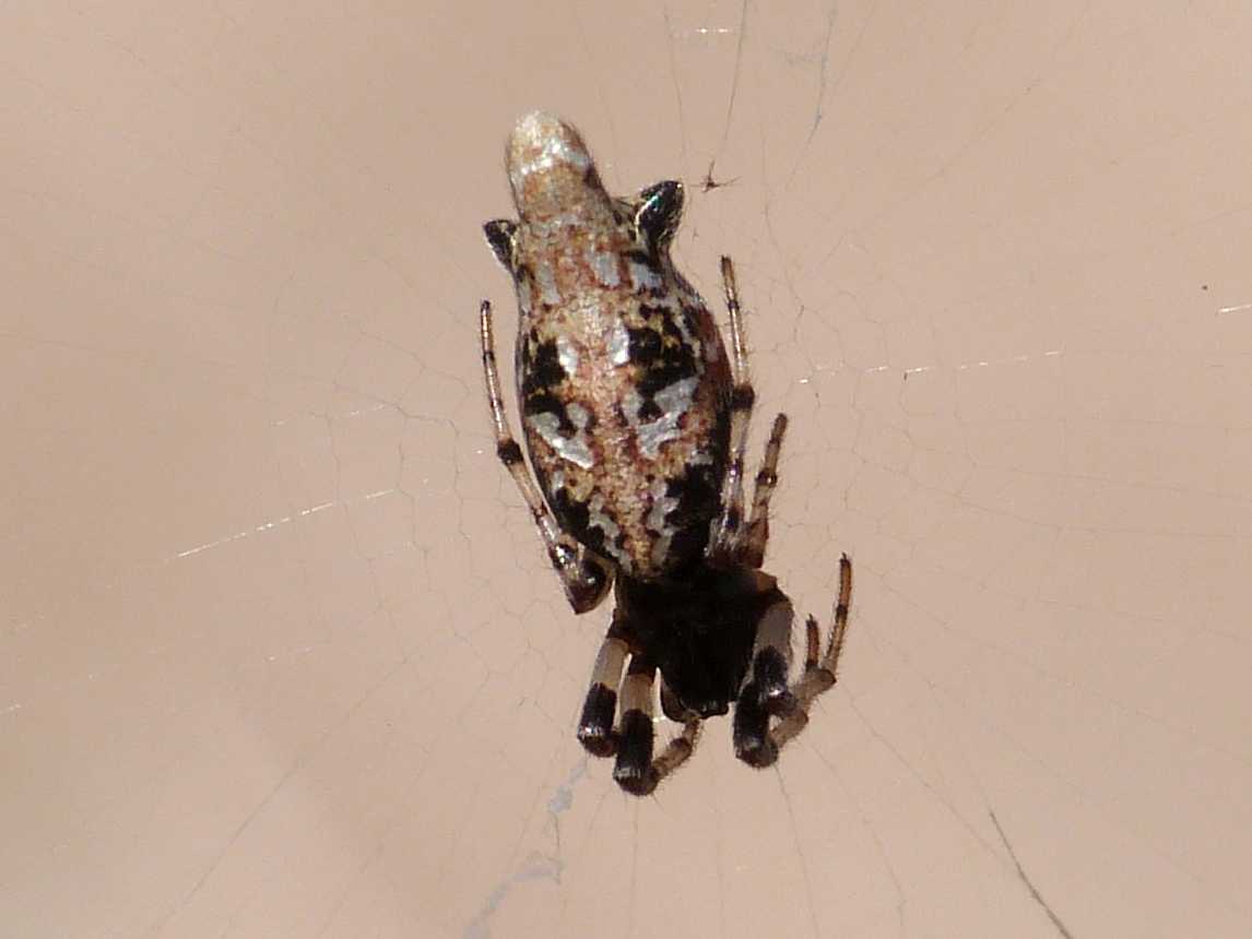 Cyclosa insulana - Palau (OT)